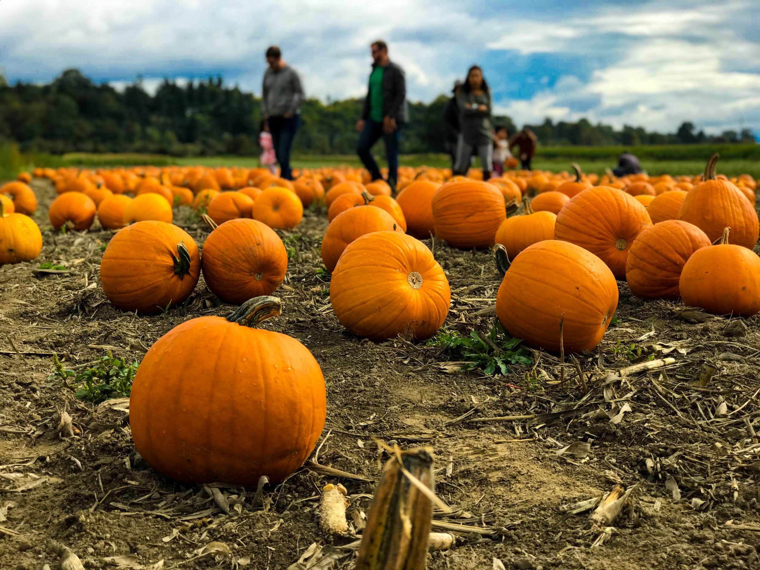 Pumpkin Patches in Vancouver WA