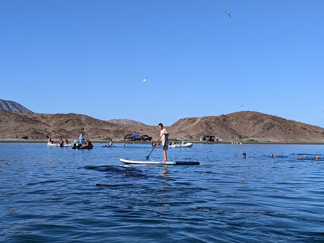 A person stands up on a paddleboard on a blue ocean with brown hills in the background and the backs of sea creatures visible at the top of the water