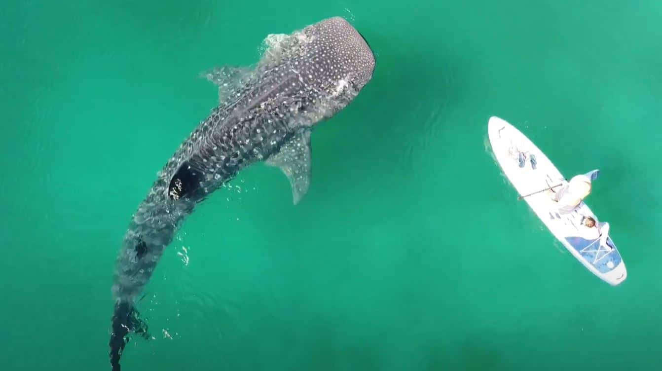 A bird's eye view of a whale shark swimming in turquoise water next to a paddle board with people on it