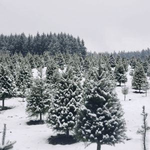 A tree farm dusted with snow. Check out where to find Christmas trees in Clark County. 