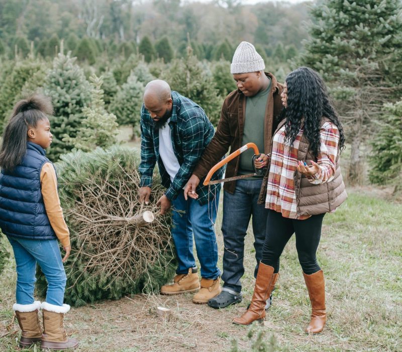 A Black family examines an evergreen tree at a Christmas tree farm