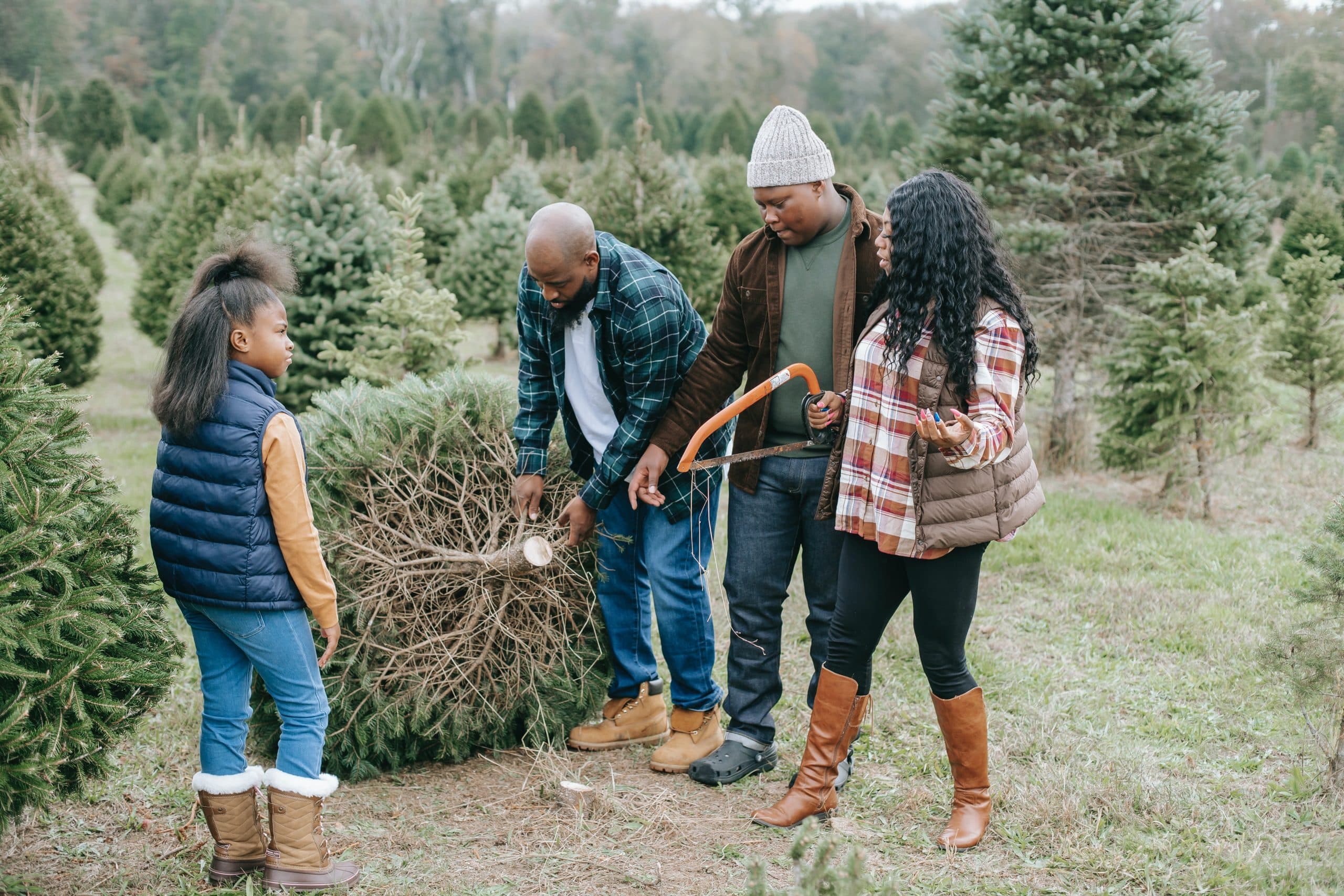 A Black family examines an evergreen tree at a Christmas tree farm