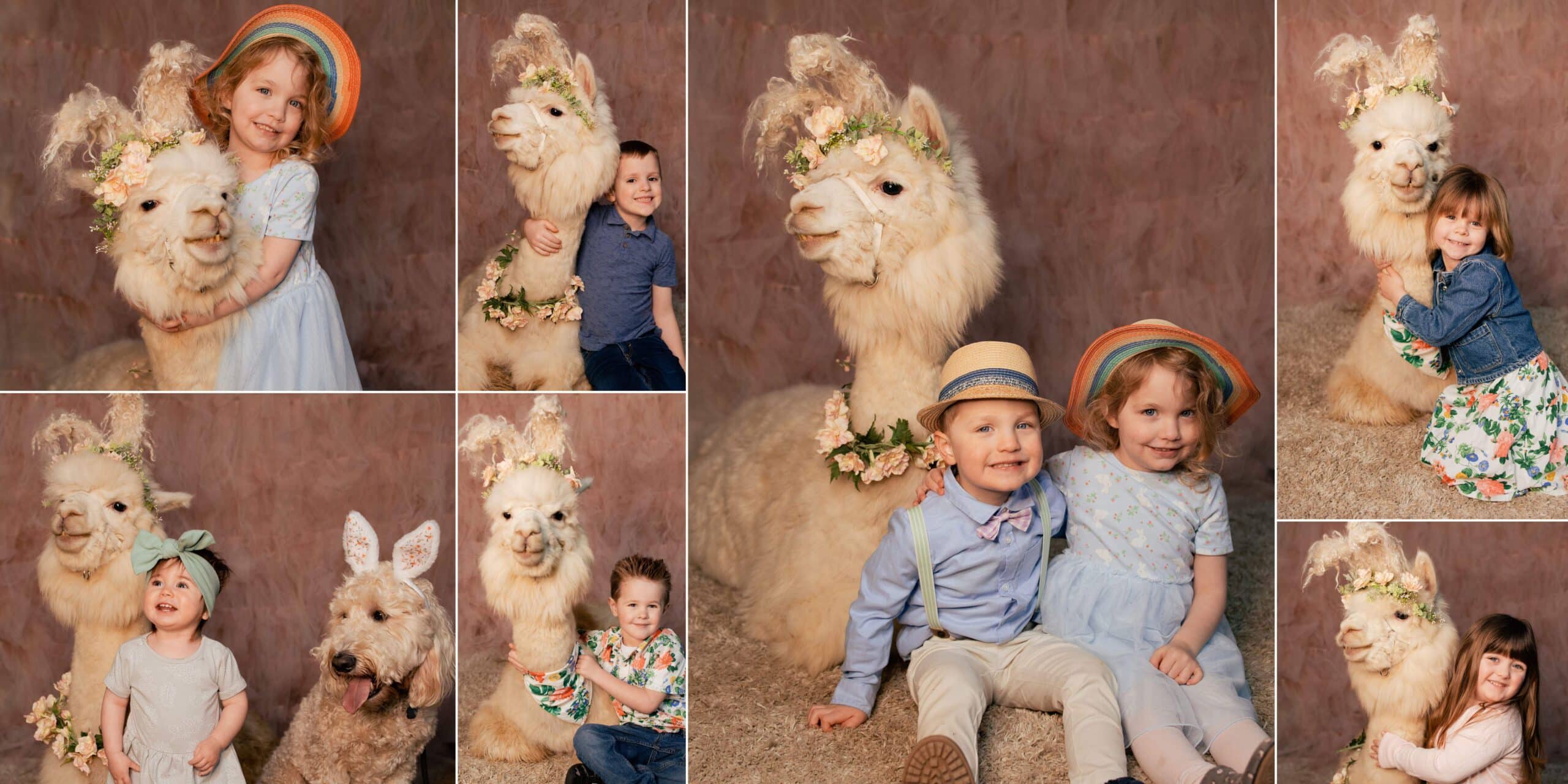 A collection of photos of kids posing with alpacas and llamas