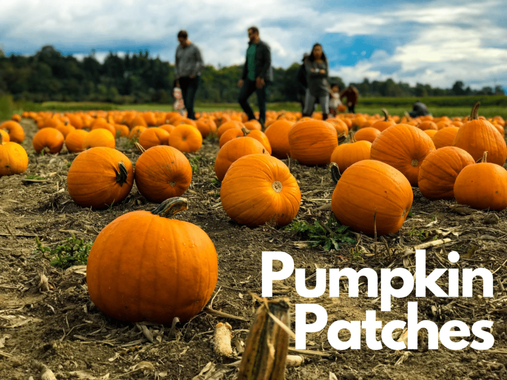 People walk through a pumpkin patch