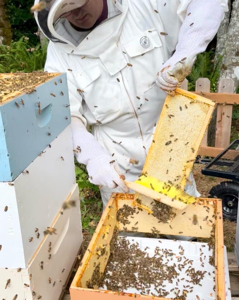 Beekeeping - a man in a white suit checks on bees in a box