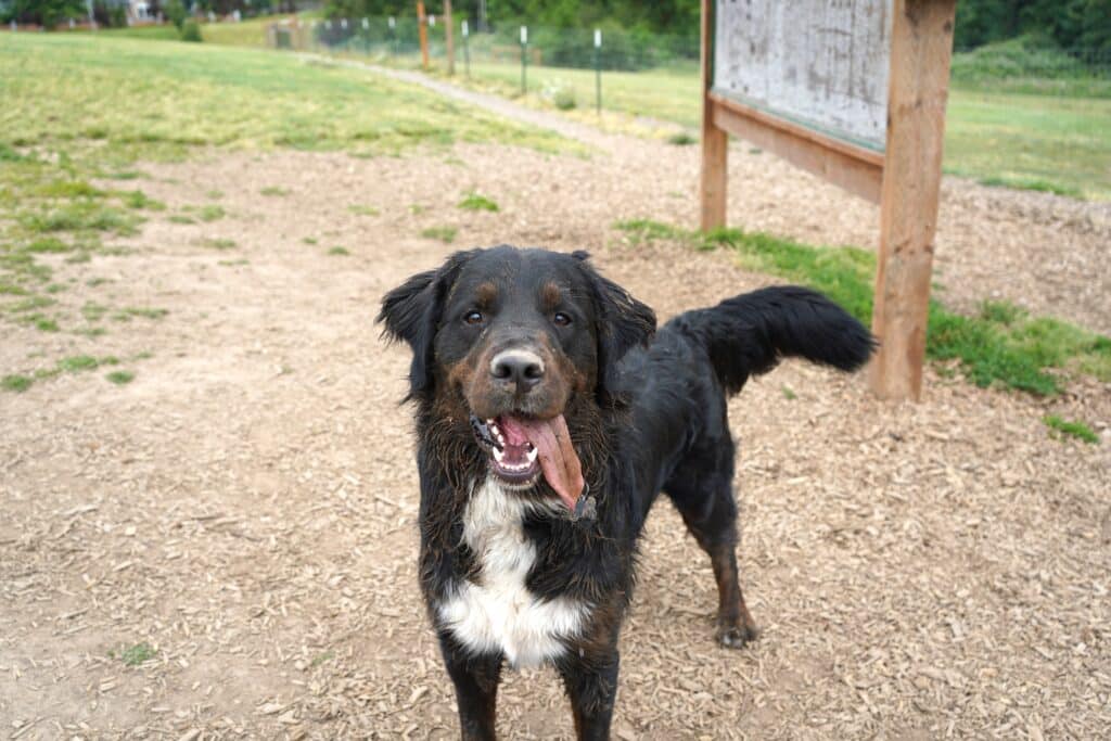 dog lover's guide to clark county