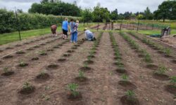 A Garden of Gratitude: Lewis River Rotary Club Garden Feeds Families in Need 