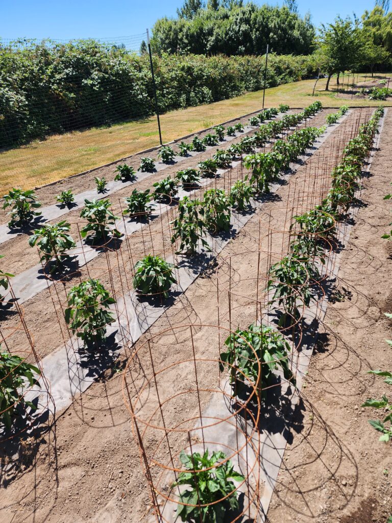 lewis river rotary club garden