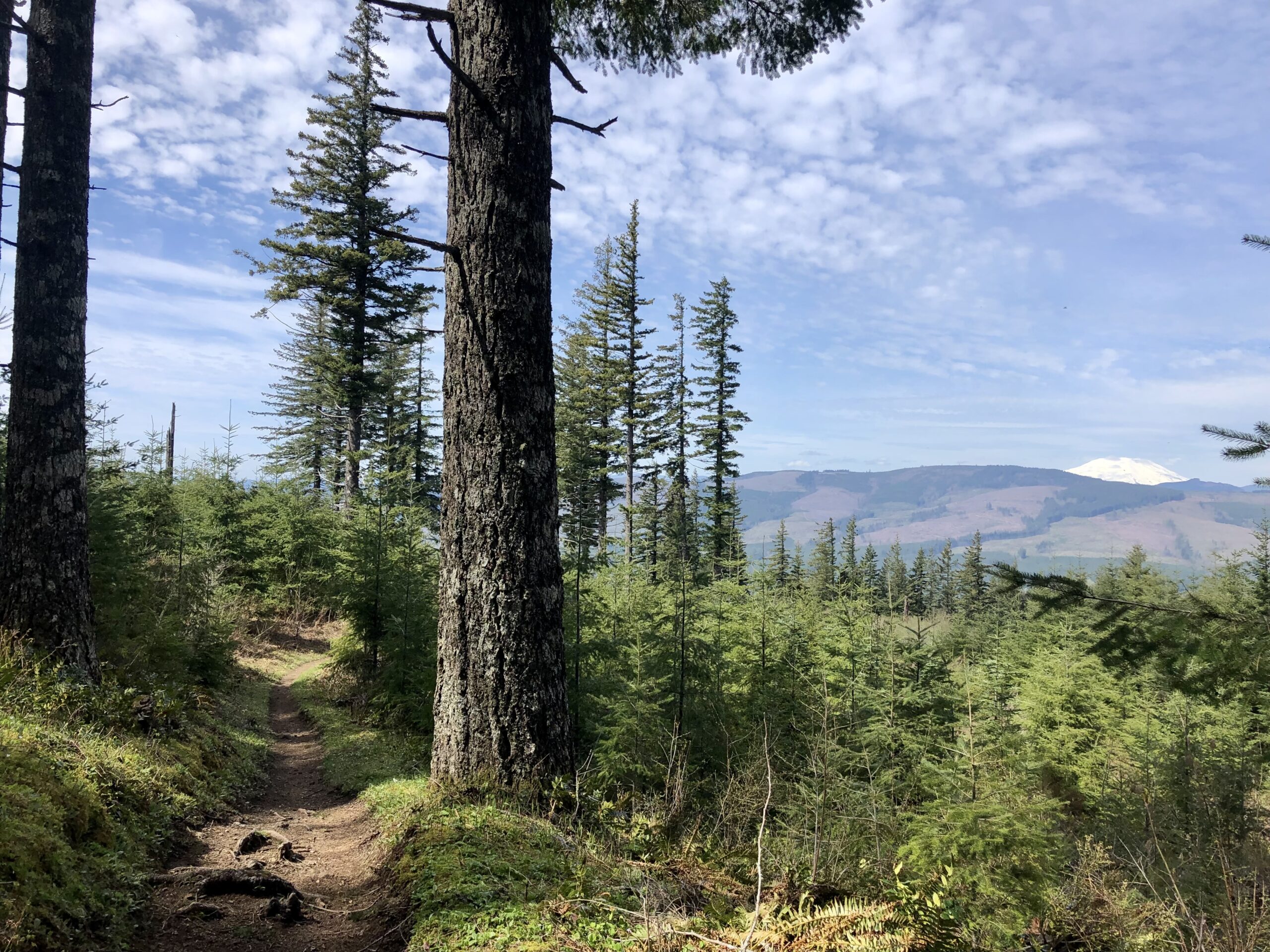 Spring Family Hikes Near Vancouver: Wildflowers, Waterfalls and Trails for Kids