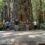 NW Getaway: A Family Road Trip Through the Redwoods and Crater Lake 