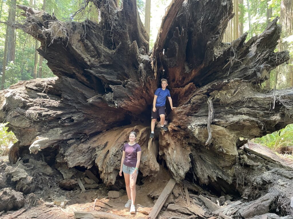 redwoods and crater lake